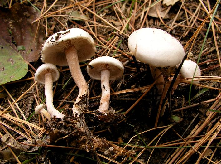 Ripartities tricholoma